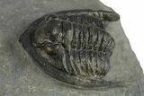 Diademaproetus Trilobite Fossil - Morocco #249896-3